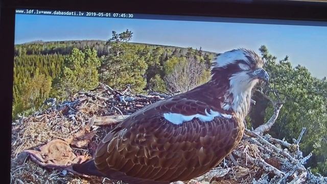 P5010416.MOV - На видео малый орёл-рыболов. Снято 1 Мая 2019г. Подробности в описании ниже. смотреть онлайн