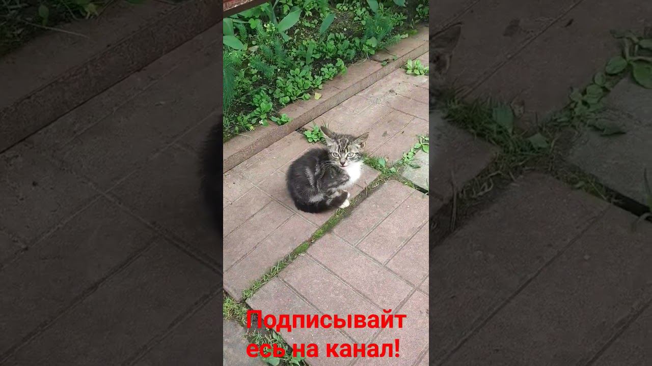 Котëнок в гостях!! смотреть онлайн