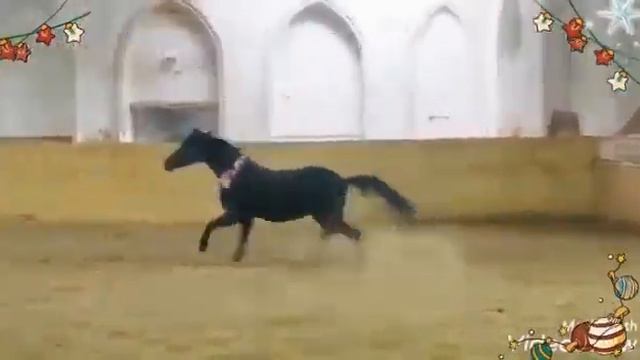 Новогодний ВООБРАЗИМЫЙ (Ва-Банк - Братина) жеребец-производитель смотреть онлайн