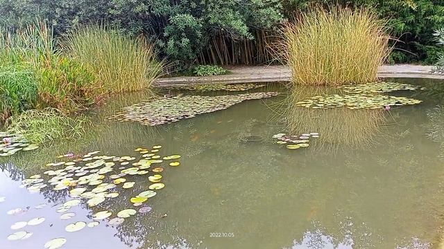 Адлер Дендропарк Южные культуры, ч. 2 // Adler Arboretum Southern cultures, part 2 смотреть онлайн