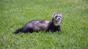 Мир животных. Хорьки.