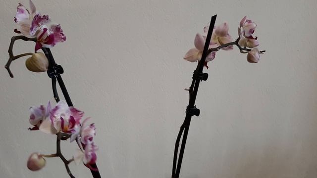 новая малышка little gem strips бабочка пелорик обзор покупки орхидеи phal orchid