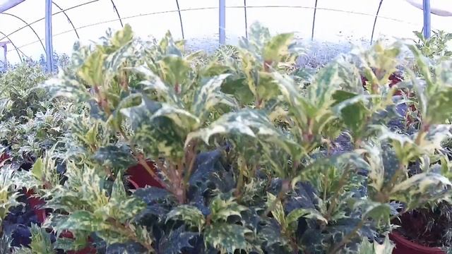 Big Plant Nursery - Osmanthus heterophyllus 'Goshiki' смотреть онлайн