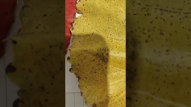 Пластиды растений. Хлоропласты,  хромопласты,лейкопласты.