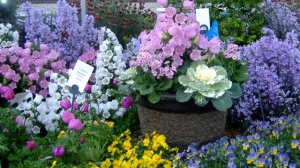 Пора сеять двулетние цветы