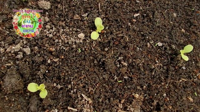 ЛБК. Что это за буквы в красных рамочках в агрогороскопах на каждый месяц? смотреть онлайн