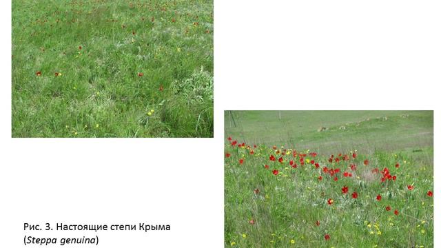 4 3 1 Слайды учебного занятия по ботанике смотреть онлайн