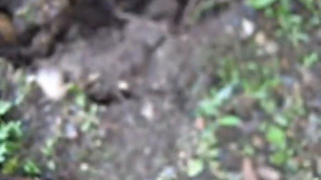 LPS: Не стреляйте *MuVi* смотреть онлайн