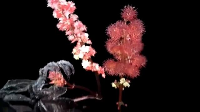 Пятница 13, сентябрь 2019, первые заморозки п.Самусь Томская область смотреть онлайн