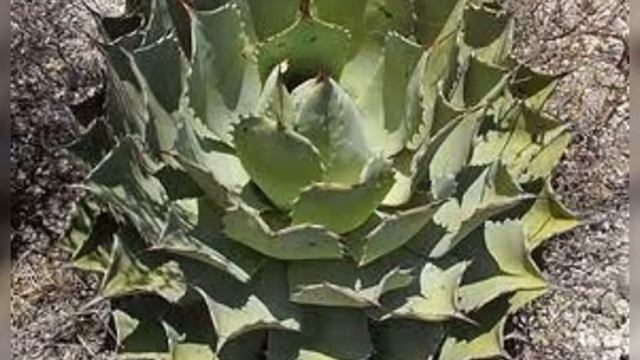 30 popular varieties of agave Plant/agave plant/varieties of agave plant/types of agave plant/cactu смотреть онлайн