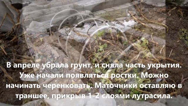 Как сохранить хризантемы-мультифлоры зимой. смотреть онлайн