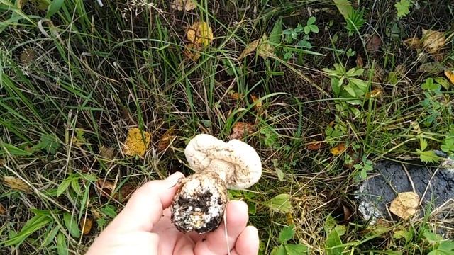 Подберезовики на даче смотреть онлайн