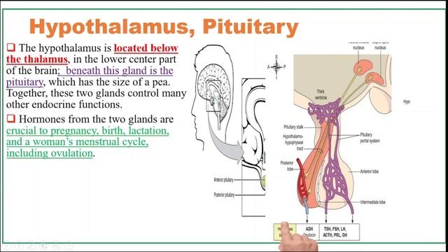 1-Endocrinology | Physiology Lec-1 | Introduction to Endocrine Glands and Tissue | by KML смотреть онлайн
