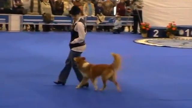 Евразия 2009 Прогресс 2 место. Фристайл (танцы с собаками) смотреть онлайн