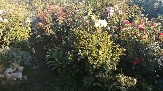 Розы в начале сентября. Какие розы выбрать в свой сад. смотреть онлайн