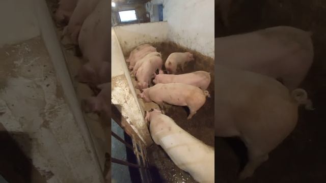 Набрякова хвороба свиней//отечка у свиней//методика лікування