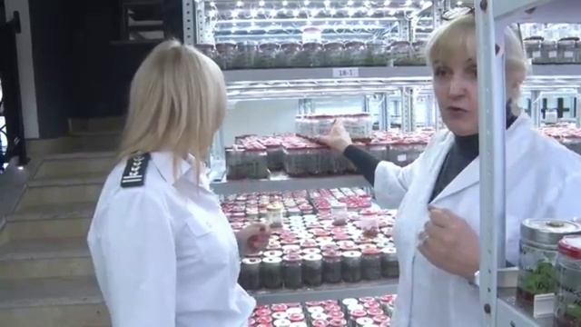 Лаборатория современного размножения саженцев в Ростове-на-Дону смотреть онлайн