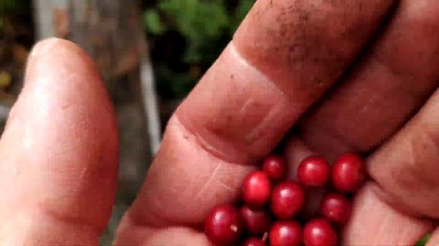 В осеннем лесу брусника поспела 2020 часть 2 смотреть онлайн