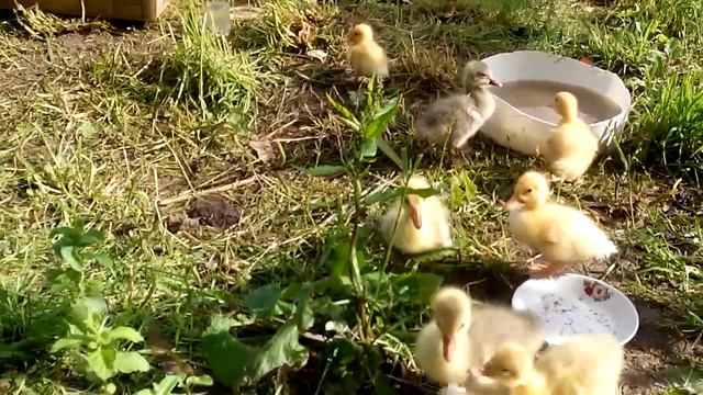 Гусята нападают. Гусята кусают индюшат. приколы с животными 2017 смотреть онлайн