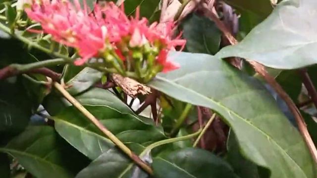 Red velvet flower смотреть онлайн