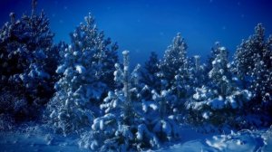 Группа  Старый  примус -  Новогодняя  сказка