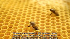 Двухматочное содержание пчел