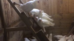 Декалб - отличная несушка!