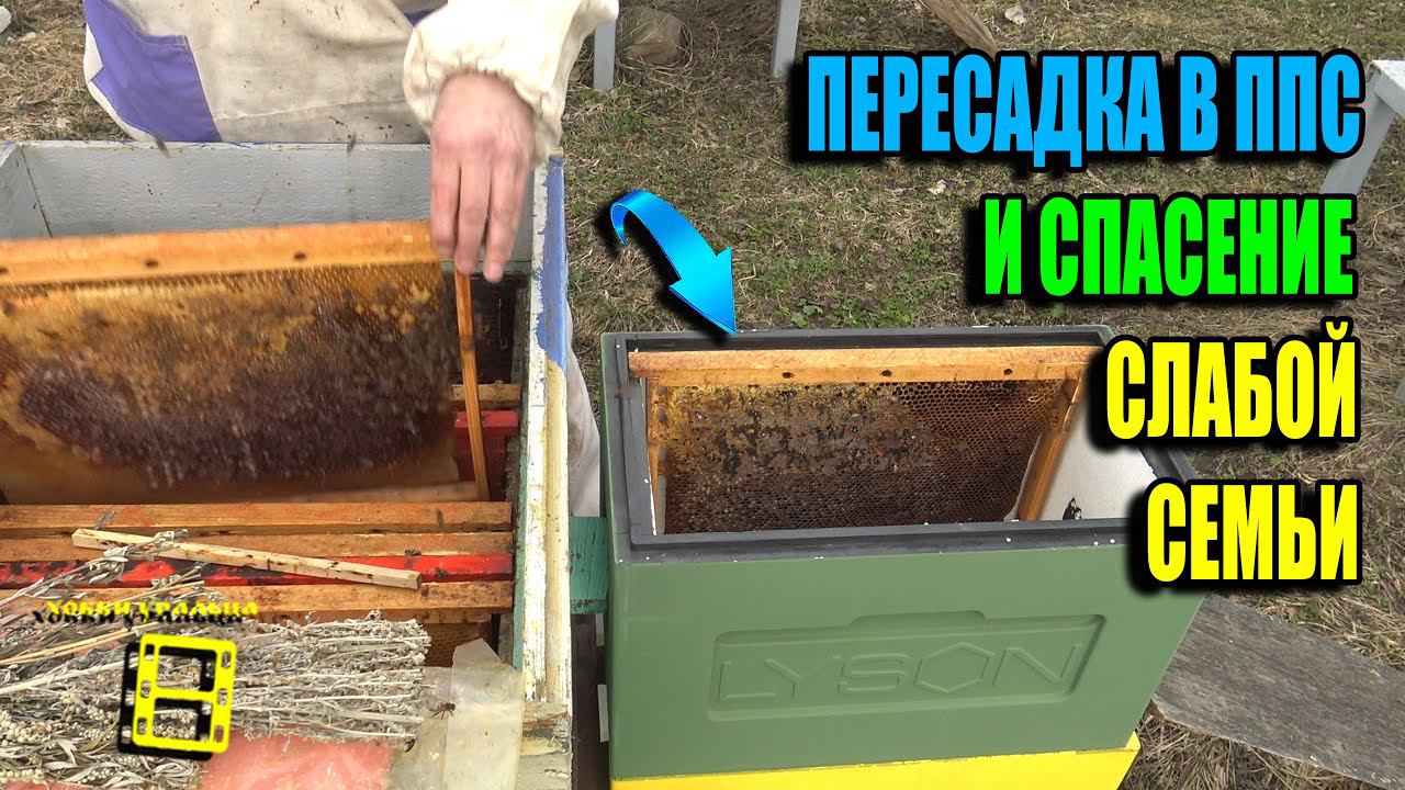 СПАСЕНИЕ СЛАБОЙ ПЧЕЛИНОЙ СЕМЬИ И ПЕРЕСАДКА В НОВЫЙ УЛЕЙ ППС. ДЛЯ НАЧИНАЮЩИХ ПЧЕЛОВОДОВ 24-11 смотреть онлайн