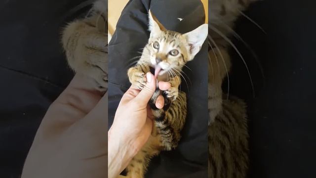 Stylisticat Savannah "Skye" F5 SBT - Reserved for Canada смотреть онлайн