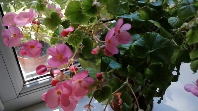 Бегония Глоар де Лоррен. Ампельная бегония - розовый водопад. смотреть онлайн