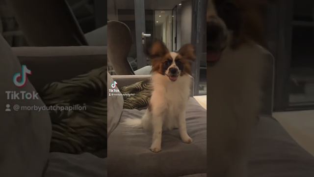 Try not to melt over this puppy smile смотреть онлайн