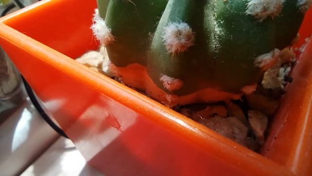 Обзор кактусов. Опробковение кактуса. Опыление кактуса. смотреть онлайн