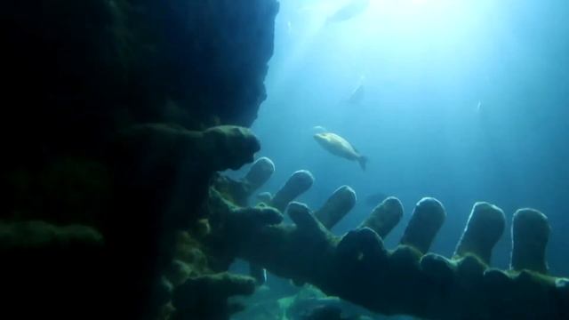 Лондон Аквариум!!! Vlog#15.1 смотреть онлайн