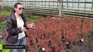 Барбарис Тунберга Оранж Рокет / Барбарис посадка и уход