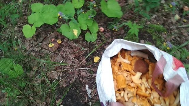 VID_20230727_163312.mp4 смотреть онлайн