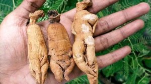 Женьшень обыкновенный - Как влияет на организм человека?