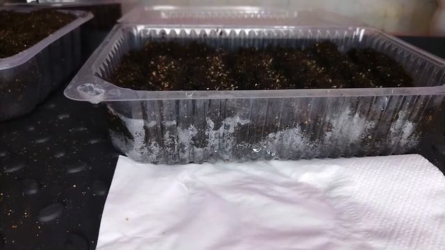 КАРПАТСКИЙ КОЛОКОЛЬЧИК ОТ ПОСЕВА ДО ПЕРВЫХ ВСХОДОВ смотреть онлайн