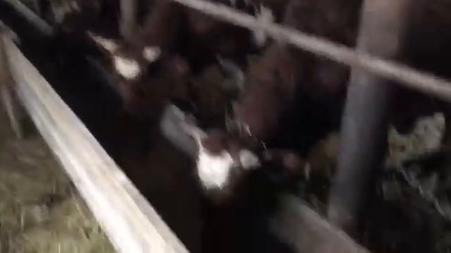 откорм бычков, обзор сарая, Айширы на стойле. смотреть онлайн