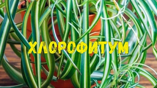 Цветы которые приносят счастье и любовь в дом . смотреть онлайн