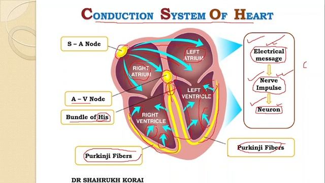 Circulation || Lecture 12 || Conduction System of Heart || A-V Node || S-A Node || Bundle of His смотреть онлайн