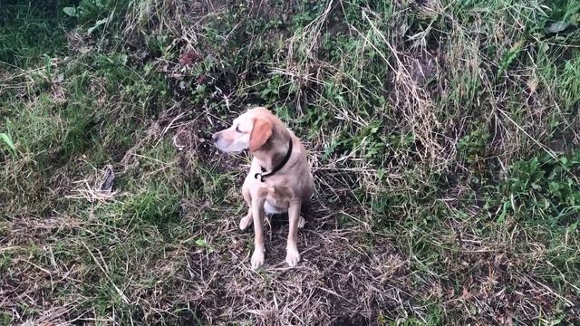 #159 Wild Mooring on the River When a Tidal Bore Comes... смотреть онлайн