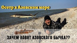 Осетр в Азовском море. Рассказываю про Азовского бычка