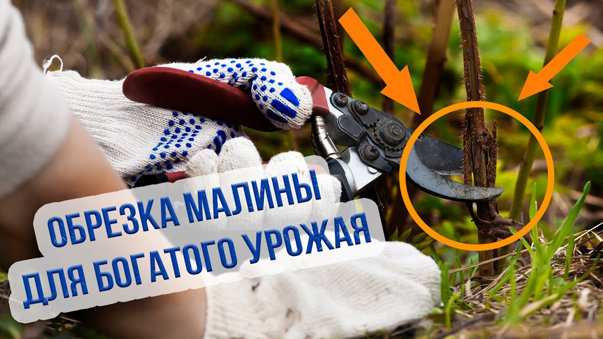 Обрезка ремонтантной малины на зиму. Как обрезать ремонтантную малину осенью? смотреть онлайн