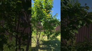 Дюк Чудо-вишня. 13 июня 2022. Самарская область