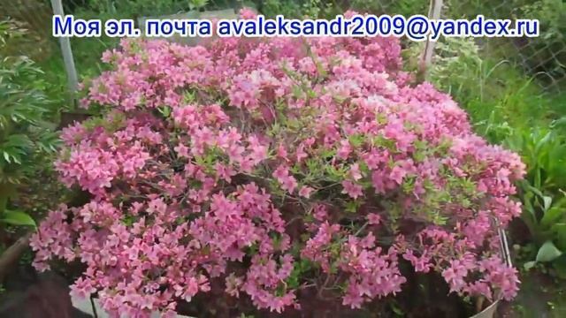 Каталог на 2022г - 2023г. Семена рододендронов почтой. смотреть онлайн