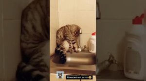 Самые смешные коты _Приколы с котами_СМЕШНЫЕ ЖИВОТНЫЕ 2023_Funny cats_Funniest Cats_Gatos engraçados