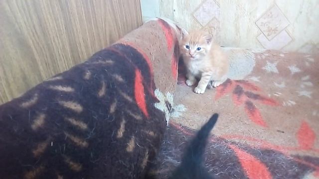 ПОЗИТИВЧИК,ОДНАКО \ БРОДИЛКИ смотреть онлайн