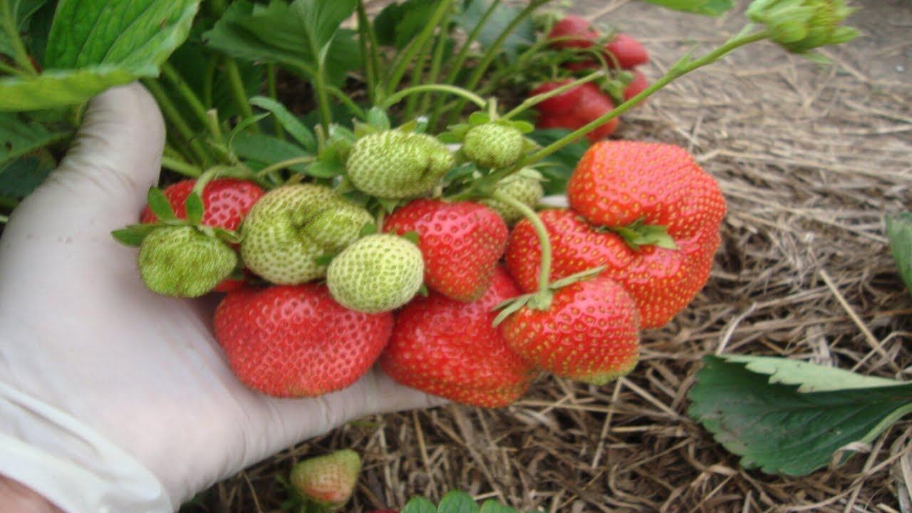 КАК ОБЕЗЗАРАЗИТЬ И ПОСАДИТЬ КУПЛЕННУЮ РАССАДУ КЛУБНИКИ . смотреть онлайн