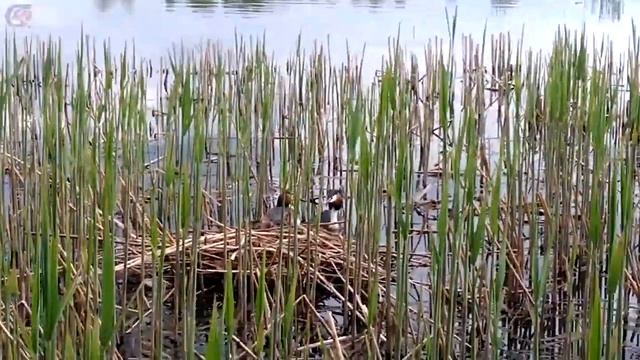 Гнездо на воде. Чомга. Водоплавающая птица с хохолком. смотреть онлайн