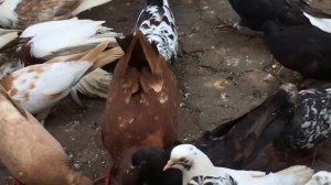 Если спаровать белого голубя и черную голубку...